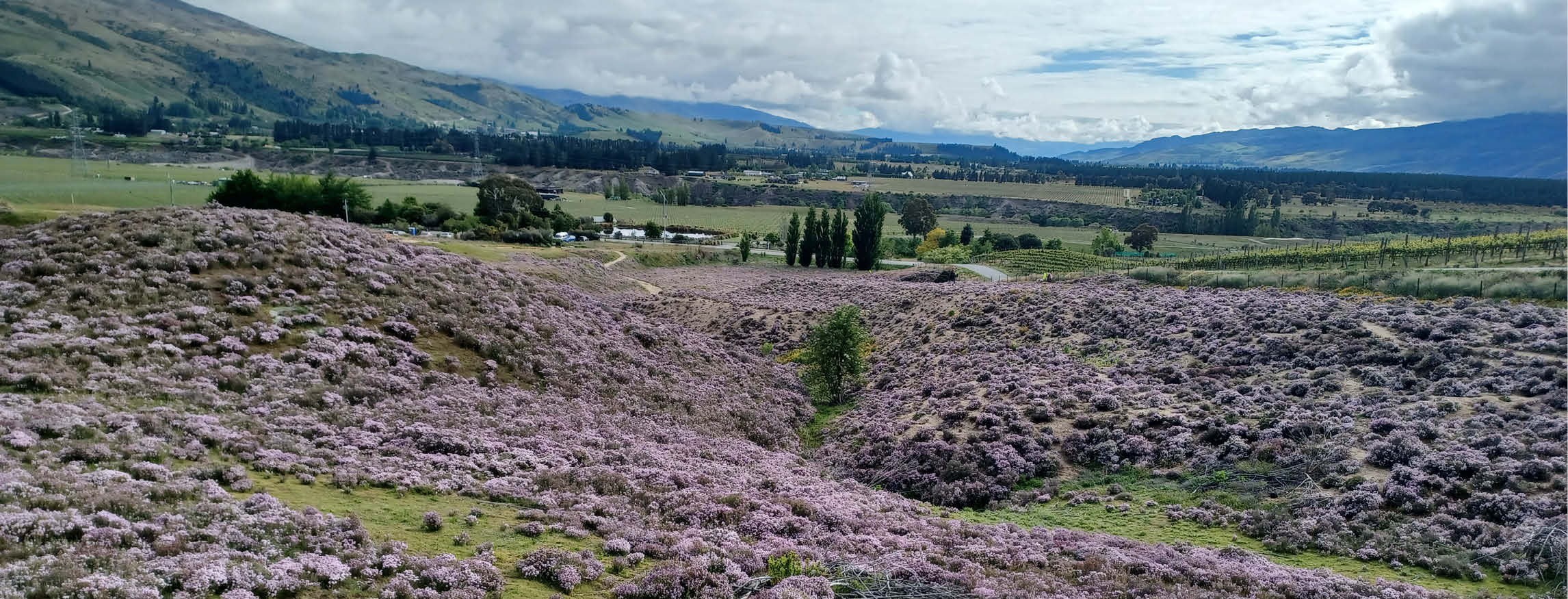 artemis wild thyme harvest