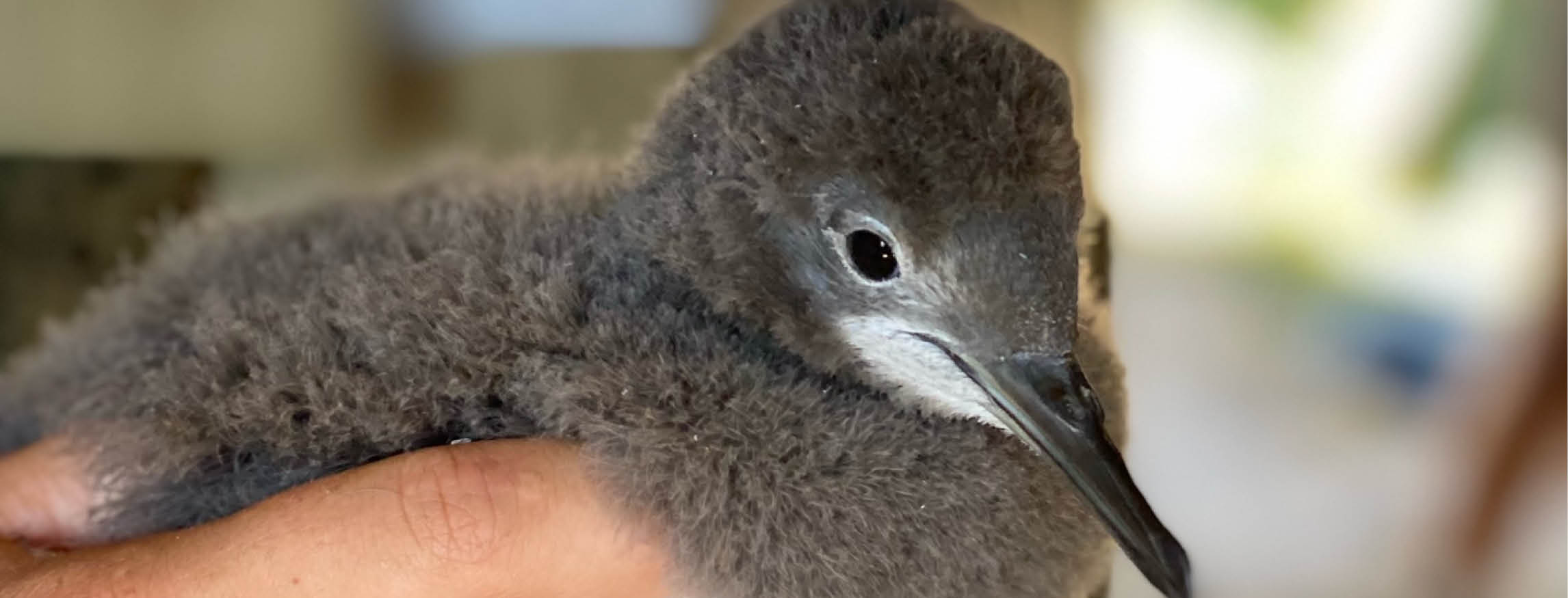 Pakaha fluttering shearwater chicks translocation