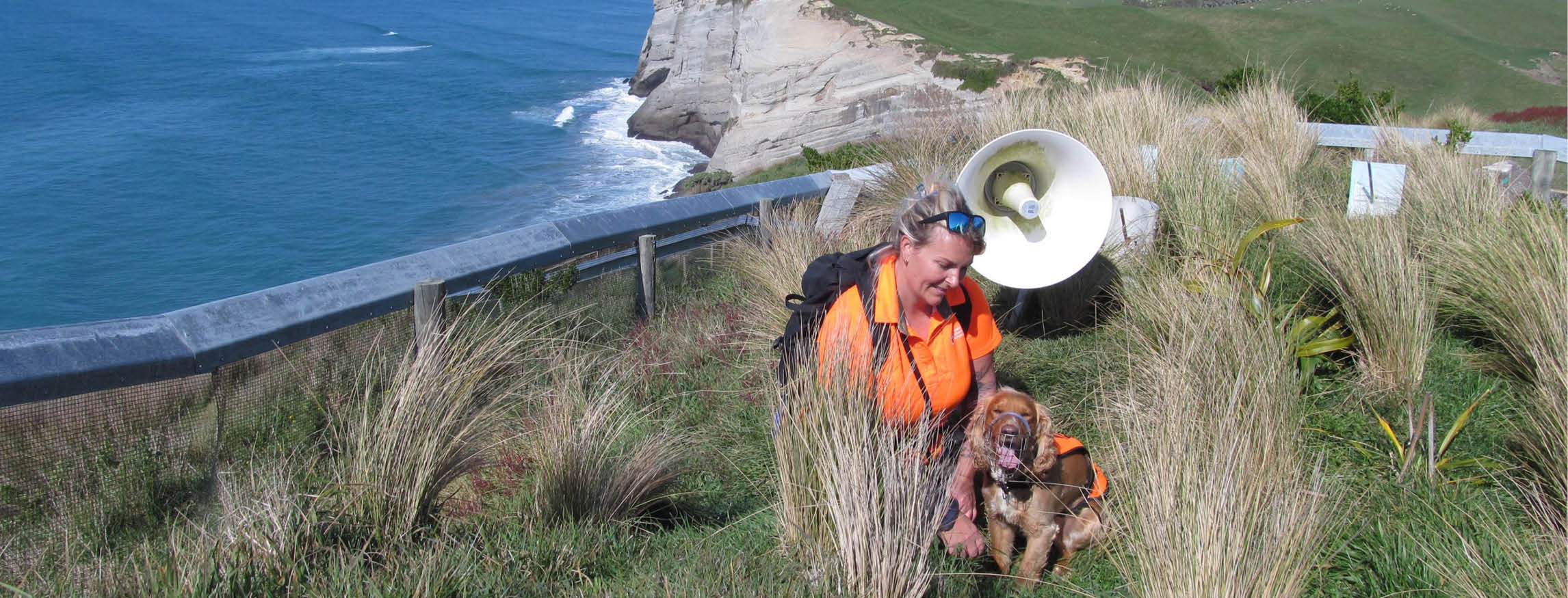 tahi the sniffer dog confirms ecosanctuary mouse free