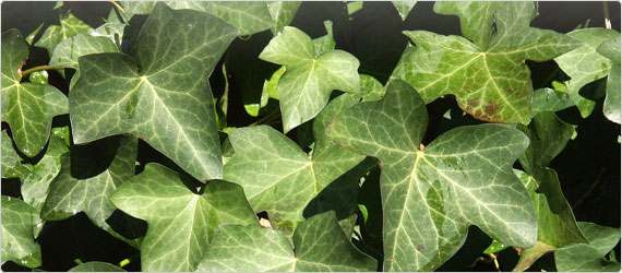 Ivy Leaf – the ancient herb for the respiratory system - HealthPost NZ
